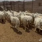 ضان حريات مرااح