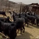 معزاء عوارض