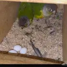 جوز كنيور مرتب