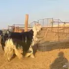 فحل نجدي صنف مشروط((( تم البيع )))