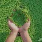 نبات الازولا