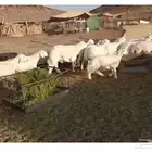 طليان