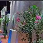 للاستثمار فقط او للإيجار يومي مطلوب دفع مقدم سنتين