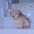 كلب توي بودل العمر شهرين