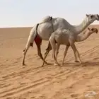 عشرا وضحى تحتها قعود ولقحه