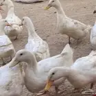 بط بكيني جانبو بياض
