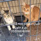 تبني قطط مستعجل احد رفيدة ابها خميس مشيط