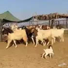 معزا هجين بورقت بمصري((( تم البيع )))