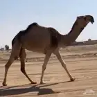 بكره كفو شقحى