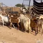 ماعز هجين طيبه سعرها مناسب جداا