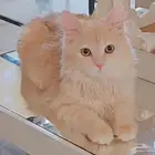 قطط العمر 6 اشهر ذكور