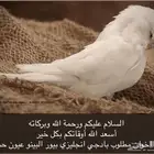 مطلوب بادجي انجليزي بيور البينو