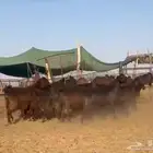 معزا قبرصيات نوادر