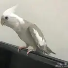 ابي فرخ كروان هولندي وايت فيس