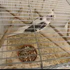 كروان جوز منتج ومتكلم