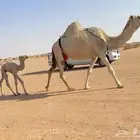 البيع خلفه وضحا