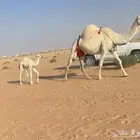 للبيع خلفه وضحا