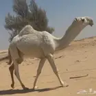 مطلوب.. دنا