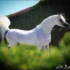 مطلوب شريك في مربط خيل