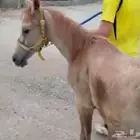 مهره للبيع