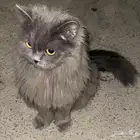 قطه لتبني شيرازي العمر 4 اشهر لتواصل