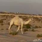 لقحه وضحى