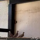 يمام مكسيكي اصفر جوز
