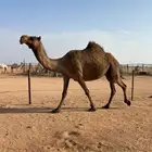 لقحه صفرا طيبه