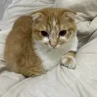 قط للتبني