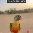 كنيور اناناس رد فاكتور هدد خارجي ( طيران حر )