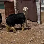 خروف