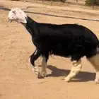 للبيعع رخل نجديه كفو تمم البيع