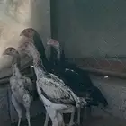 فروخ شامو ياباني فواخر