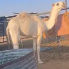 قعود كحيلاني طيب على بعير عبدالمجيد ال عصين ( العديم )