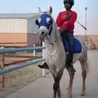 حصان واهو