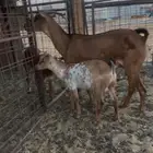 تيوس جنوبيه للبيع