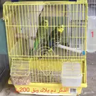 طيور بادجي