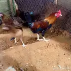 دجاج عربي افرق ترثه
