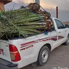 نخل لبيع بجميع انواعه