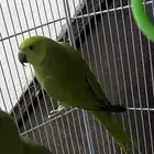 عصافير الدره على السوم