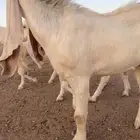 تيس هولندي مشروك فحل