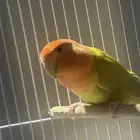روز
