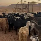 معزا للبيع العدد 65