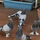 حمام تركي