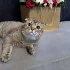 سكوتش تربل فولد