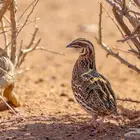 قمري مهاجر وسمان مهاجر
