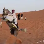 حصان واهو للبيع