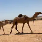 بكره عشرا شقحاء