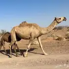 عشرا شقحاء طيبه