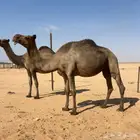 لقحه موطي